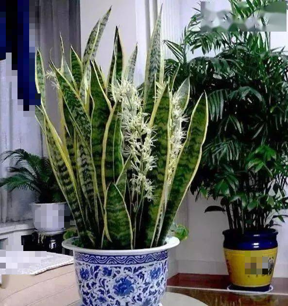 6 cây cảnh nở hoa cho thấy điềm lành, tài lộc sắp đến, riêng cây này lại báo trước tai họa, xui xẻo - Ảnh 5.