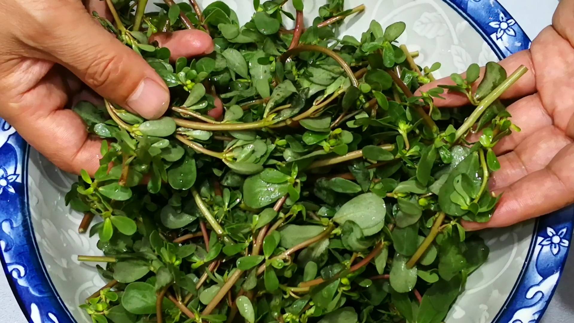 Loại rau "trường thọ" hóa ra là vậy, ăn vào mùa hè vừa mát vừa bổ, tiếc là nhiều người coi như cỏ - Ảnh 3. Loại rau "trường thọ" hóa ra là vậy, ăn vào mùa hè vừa mát vừa bổ, tiếc là nhiều người coi như cỏ - Ảnh 3.