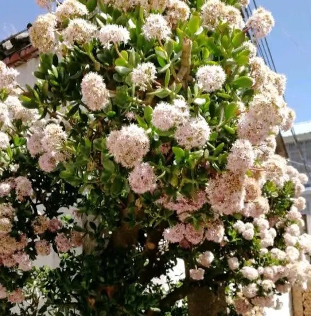 6 cây cảnh nở hoa cho thấy điềm lành, tài lộc sắp đến, riêng cây này lại báo trước tai họa, xui xẻo - Ảnh 3.