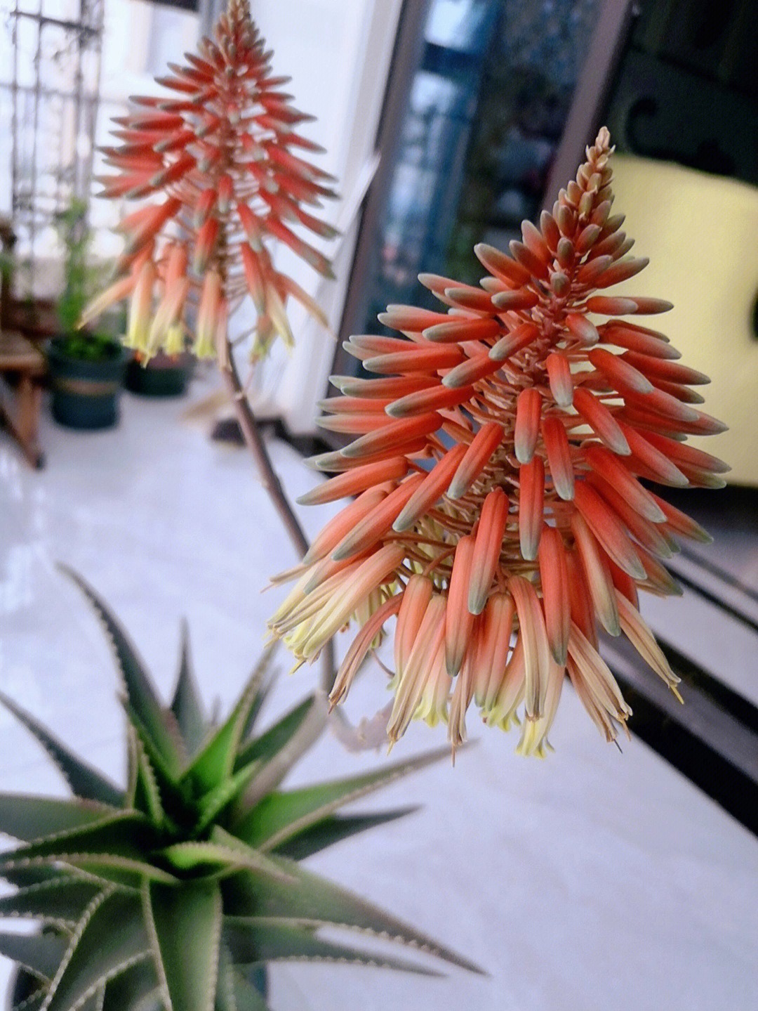 6 cây cảnh nở hoa cho thấy điềm lành, tài lộc sắp đến, riêng cây này lại báo trước tai họa, xui xẻo - Ảnh 4.