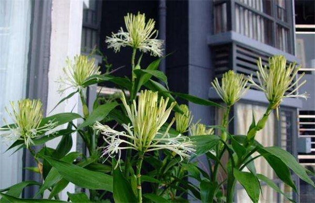 6 cây cảnh nở hoa cho thấy điềm lành, tài lộc sắp đến, riêng cây này lại báo trước tai họa, xui xẻo - Ảnh 6.