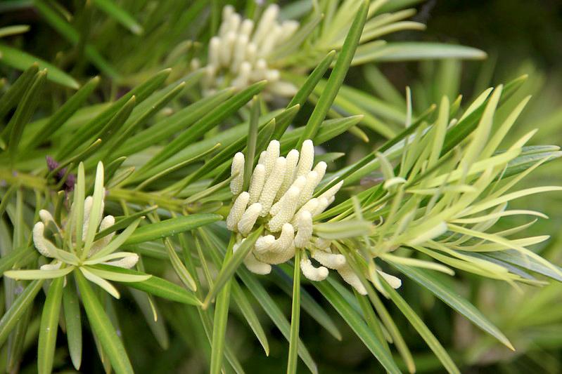 6 cây cảnh nở hoa cho thấy điềm lành, tài lộc sắp đến, riêng cây này lại báo trước tai họa, xui xẻo - Ảnh 2.