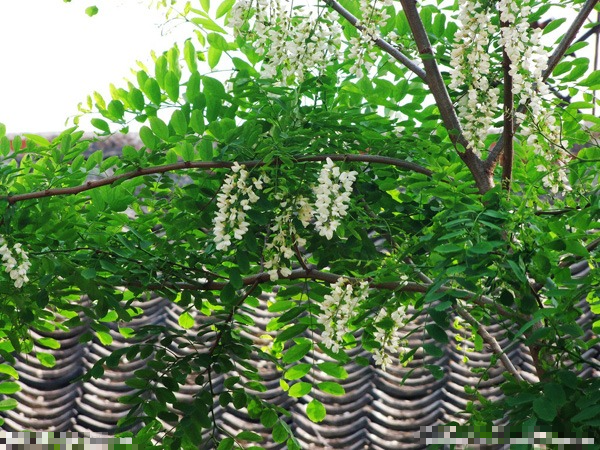 Người xưa dặn: "Trước trồng táo, sau trồng mai, Đông trồng lựu, Tây trồng hồng" - Ảnh 4.