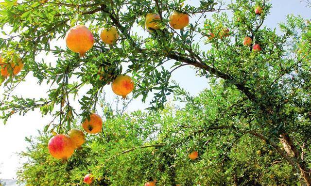 Người xưa dặn: "Trước trồng táo, sau trồng mai, Đông trồng lựu, Tây trồng hồng" - Ảnh 7.