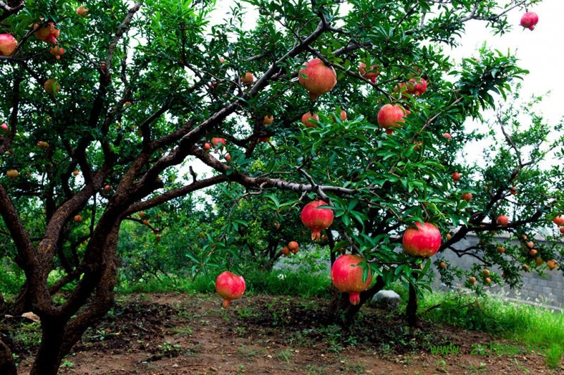 Người xưa dặn: "Trước trồng táo, sau trồng mai, Đông trồng lựu, Tây trồng hồng" - Ảnh 8.