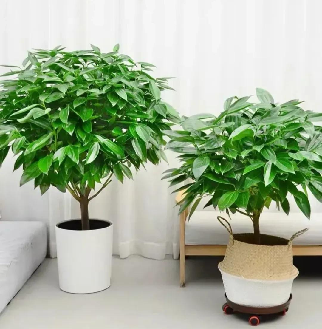 Người giàu thích trồng 3 cây cảnh trong nhà, gia đình đại phú đại quý, con cháu phúc lộc dồi dào - Ảnh 2.