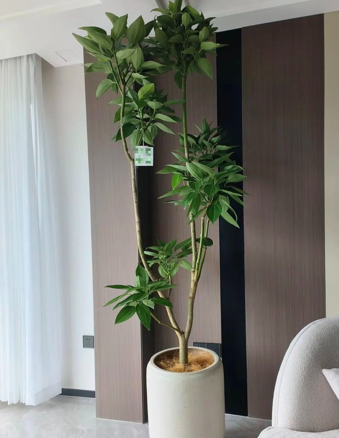 Người giàu thích trồng 3 cây cảnh trong nhà, gia đình đại phú đại quý, con cháu phúc lộc dồi dào - Ảnh 3.