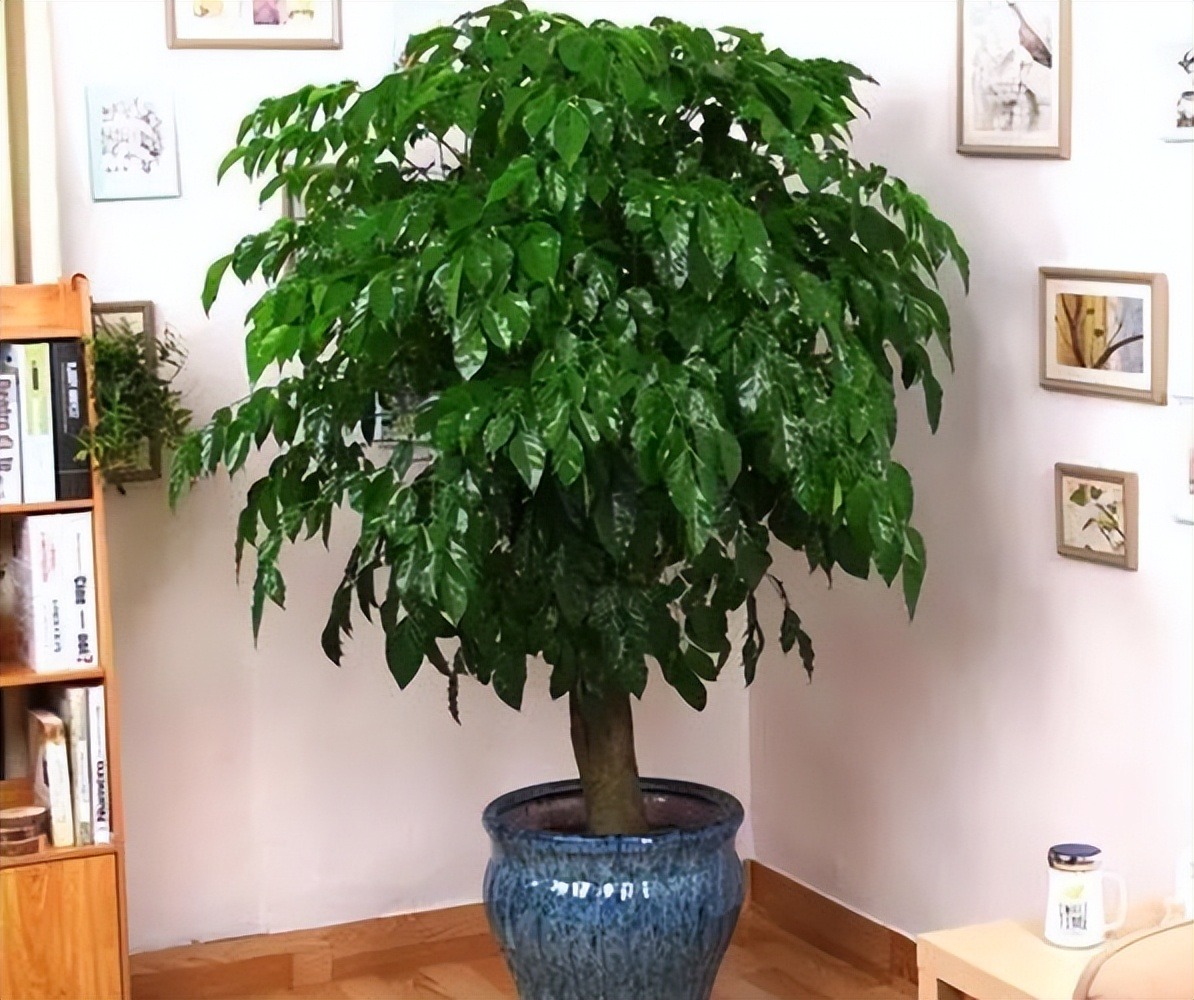 Người giàu thích trồng 3 cây cảnh trong nhà, gia đình đại phú đại quý, con cháu phúc lộc dồi dào - Ảnh 4.