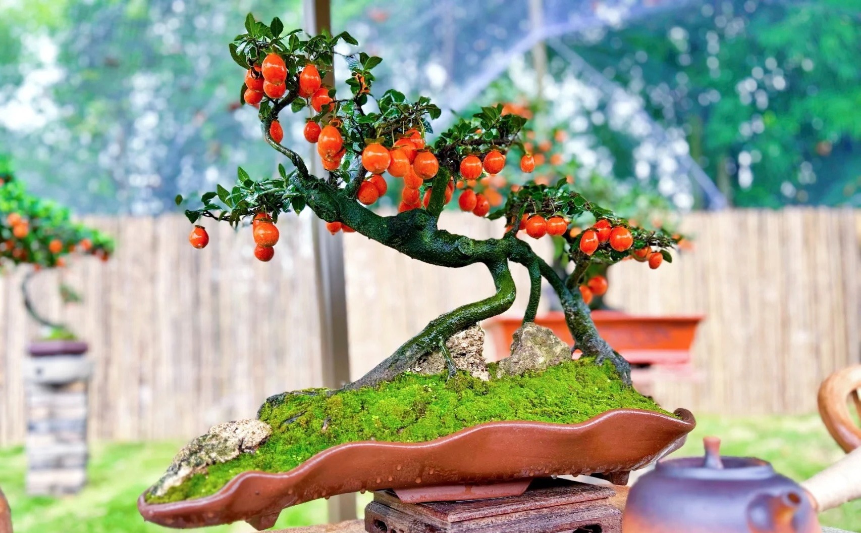 Người giàu thích trồng 3 cây cảnh trong nhà, gia đình đại phú đại quý, con cháu phúc lộc dồi dào - Ảnh 6.