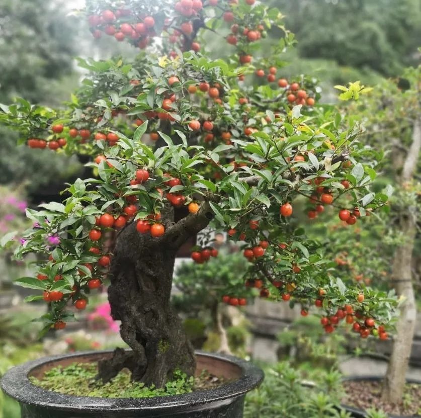 Người giàu thích trồng 3 cây cảnh trong nhà, gia đình đại phú đại quý, con cháu phúc lộc dồi dào - Ảnh 7.