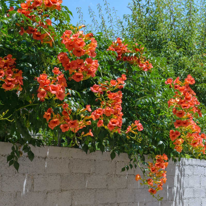 Người xưa nói: "Trước nhà trồng cây cảnh này, Thần Tài tránh xa, vận may trốn tránh" - Ảnh 2. Người xưa nói: "Trước nhà trồng cây cảnh này, Thần Tài tránh xa, vận may trốn tránh" - Ảnh 2.