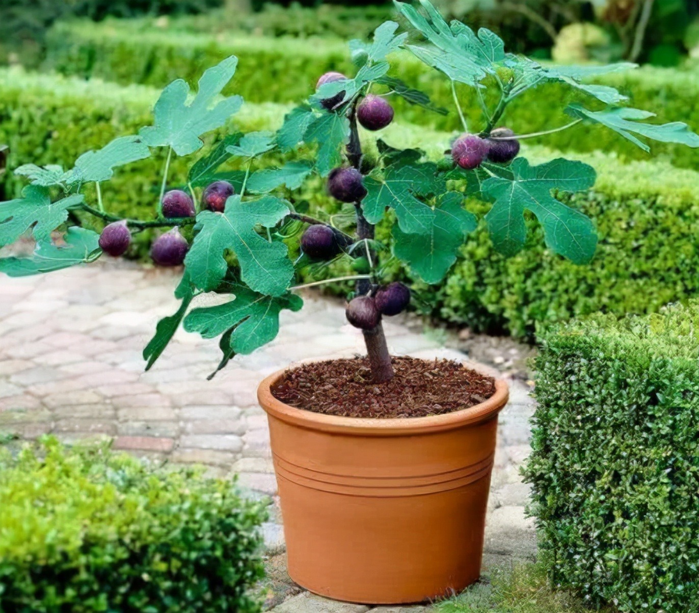 Loại quả "siêu vitamin", tăng cường khả năng miễn dịch, tốt xương, bổ máu nhưng không phải ai cũng ăn được - Ảnh 1.