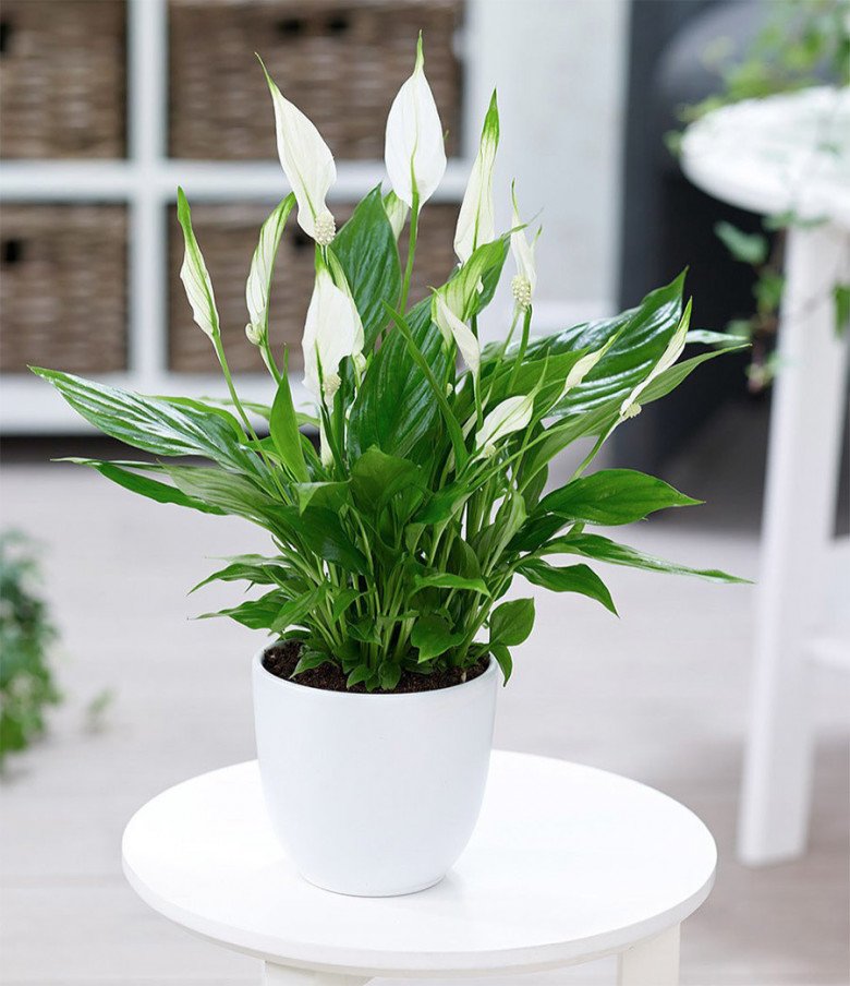 Loài cây nghe tên đã thấy thuận lợi, trồng một chậu sự nghiệp lên như diều gặp gió - Ảnh 2. Loài cây nghe tên đã thấy thuận lợi, trồng một chậu sự nghiệp lên như diều gặp gió - Ảnh 2.