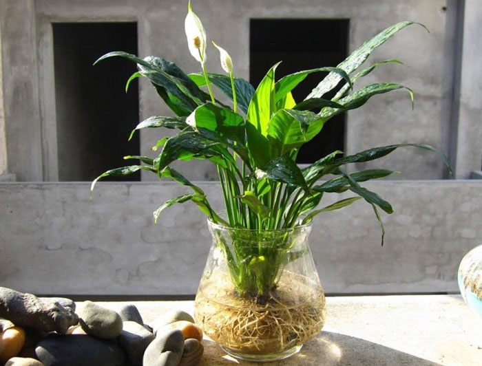 Loài cây nghe tên đã thấy thuận lợi, trồng một chậu sự nghiệp lên như diều gặp gió - Ảnh 3. Loài cây nghe tên đã thấy thuận lợi, trồng một chậu sự nghiệp lên như diều gặp gió - Ảnh 3.