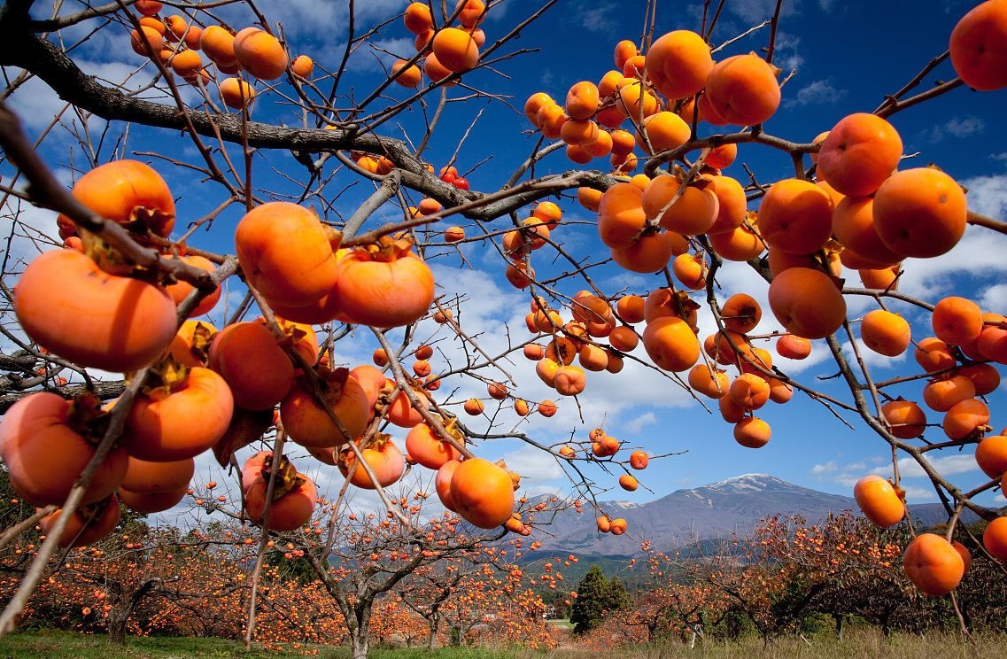 Loại quả mùa thu, rực vàng, ngon ngọt, người xưa nói bổ dưỡng "gấp 10 lần thuốc"  - Ảnh 2.