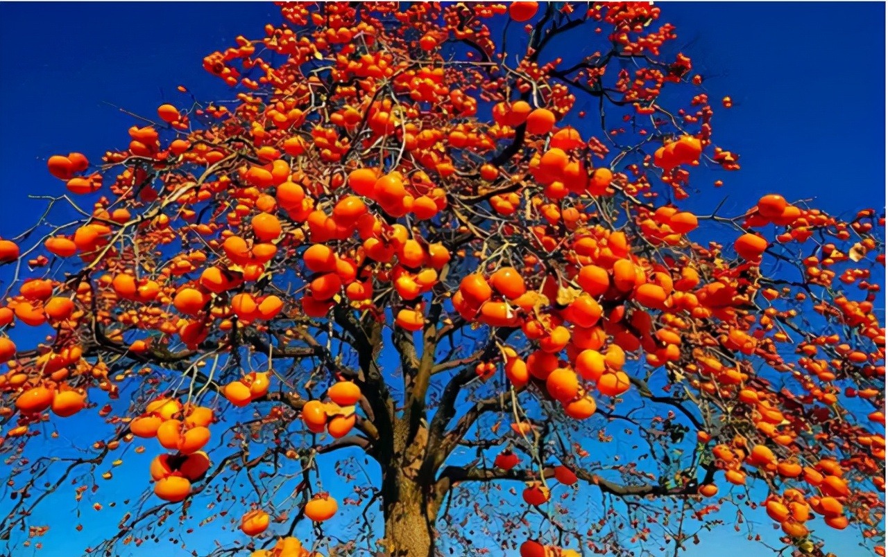 Loại quả mùa thu, rực vàng, ngon ngọt, người xưa nói bổ dưỡng "gấp 10 lần thuốc"  - Ảnh 1.