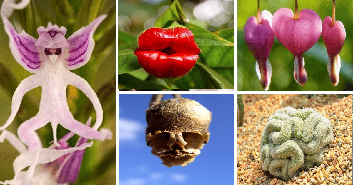 Kinh ngạc với những cây cảnh giống "bộ phận cơ thể người" khiến người ta thích thú, sợ hãi và đỏ mặt - Ảnh 1.