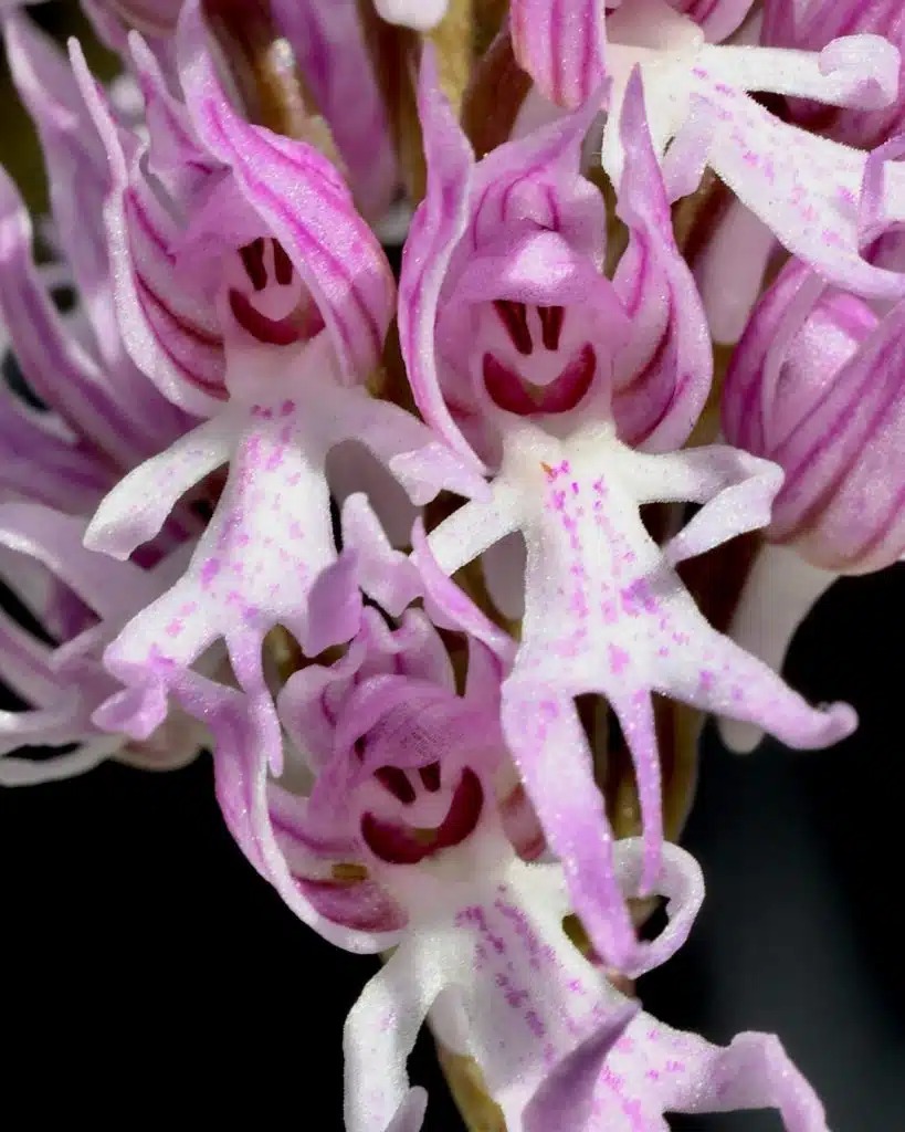 Kinh ngạc với những cây cảnh giống "bộ phận cơ thể người" khiến người ta thích thú, sợ hãi và đỏ mặt - Ảnh 10.