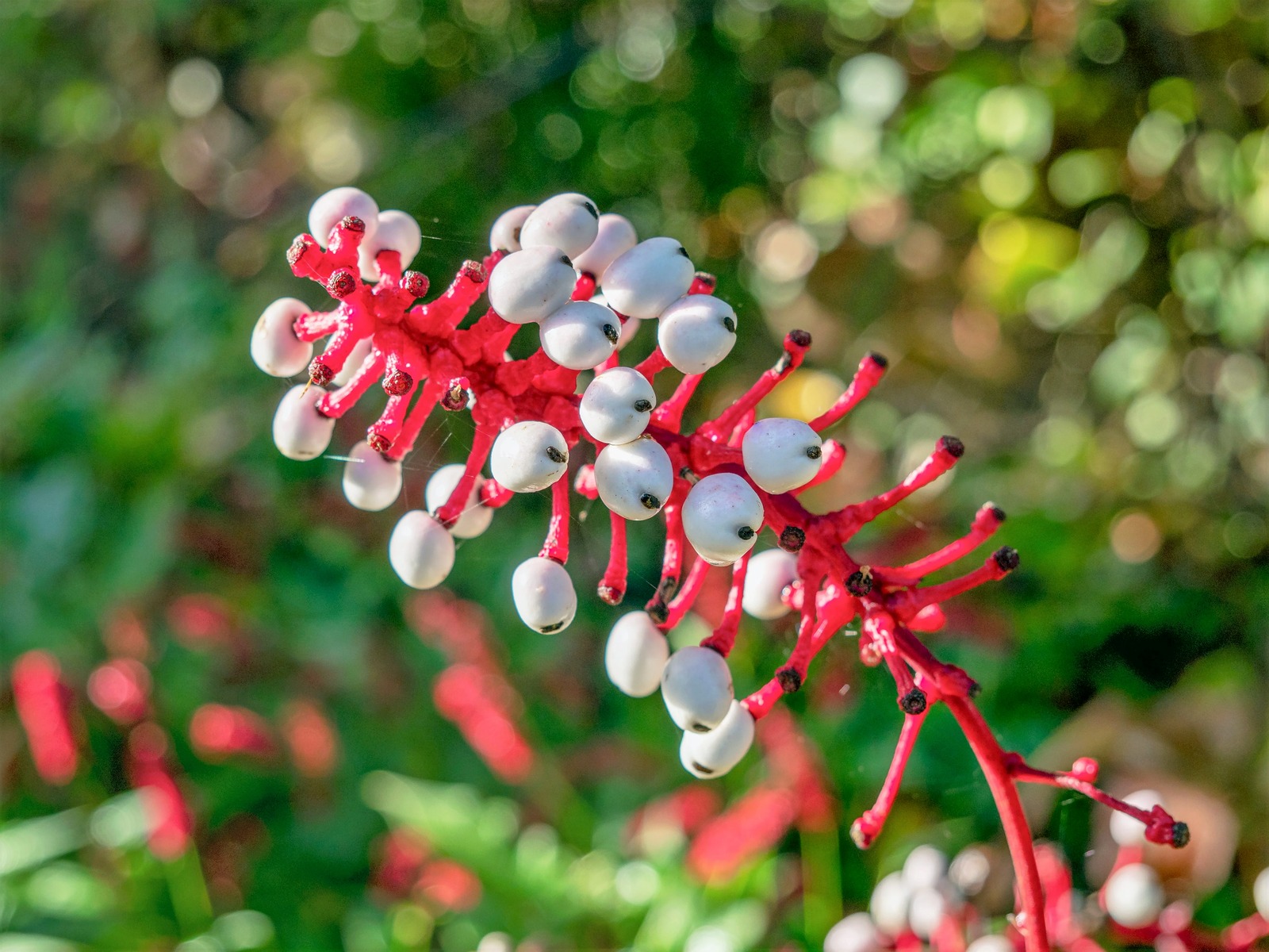 Kinh ngạc với những cây cảnh giống "bộ phận cơ thể người" khiến người ta thích thú, sợ hãi và đỏ mặt - Ảnh 7.