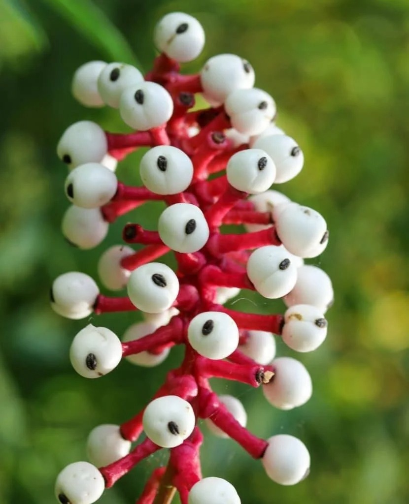 Kinh ngạc với những cây cảnh giống "bộ phận cơ thể người" khiến người ta thích thú, sợ hãi và đỏ mặt - Ảnh 6.