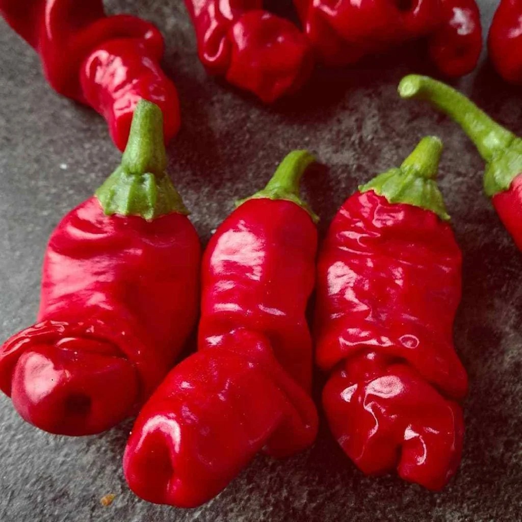 Kinh ngạc với những cây cảnh giống "bộ phận cơ thể người" khiến người ta thích thú, sợ hãi và đỏ mặt - Ảnh 13.