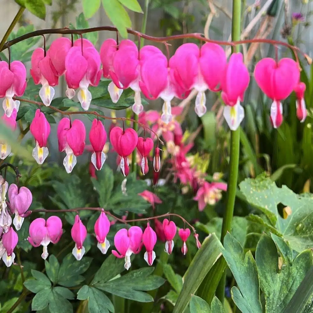 Kinh ngạc với những cây cảnh giống "bộ phận cơ thể người" khiến người ta thích thú, sợ hãi và đỏ mặt - Ảnh 3.