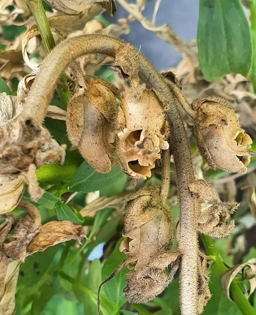 Kinh ngạc với những cây cảnh giống "bộ phận cơ thể người" khiến người ta thích thú, sợ hãi và đỏ mặt - Ảnh 16.