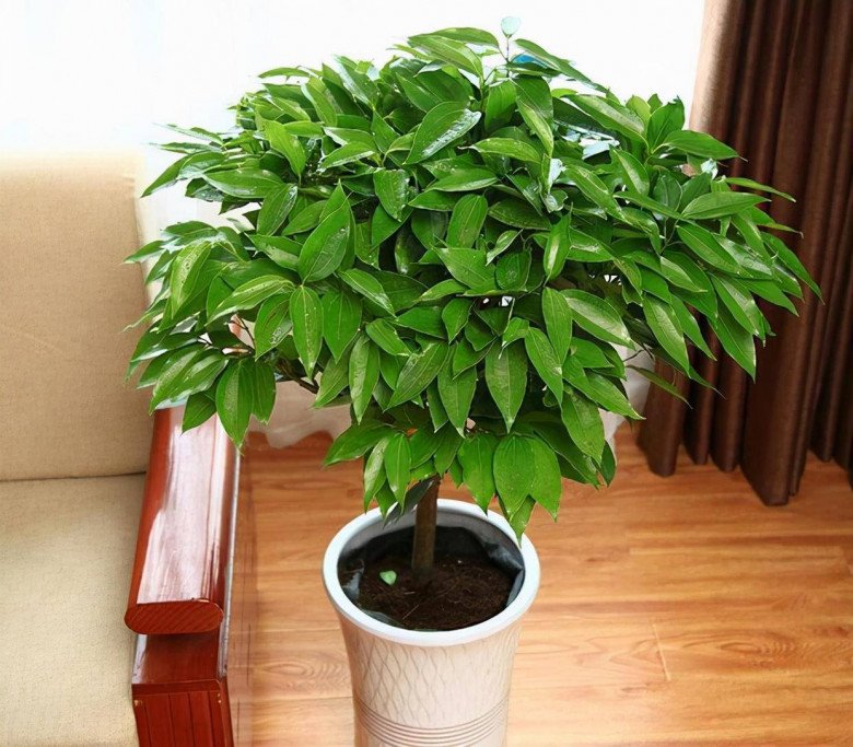5 loại hoa “trấn yểm nhà cửa”, đặt phòng khách hút tài lộc cực đỉnh, trồng 1 cây cả năm sẽ gặp may - Ảnh 1.