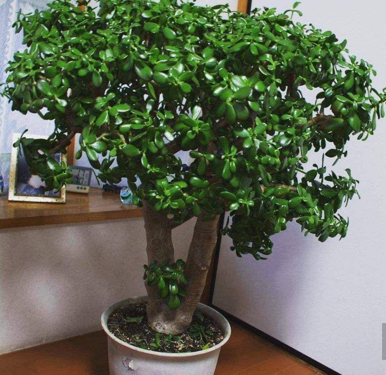5 loại hoa “trấn yểm nhà cửa”, đặt phòng khách hút tài lộc cực đỉnh, trồng 1 cây cả năm sẽ gặp may - Ảnh 3.