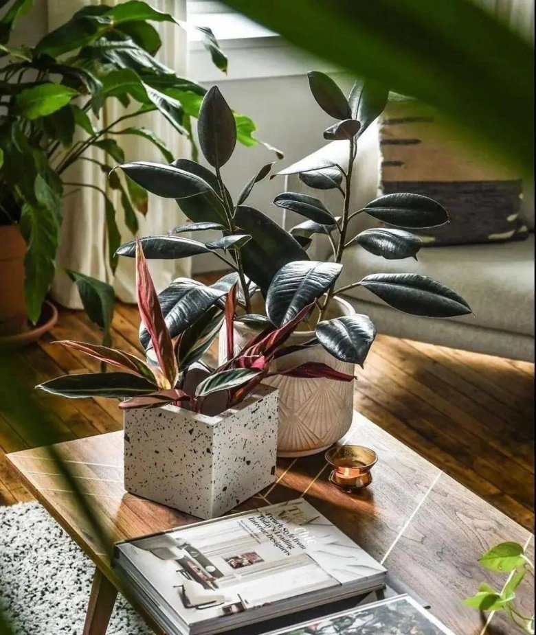 5 loại hoa “trấn yểm nhà cửa”, đặt phòng khách hút tài lộc cực đỉnh, trồng 1 cây cả năm sẽ gặp may - Ảnh 4.