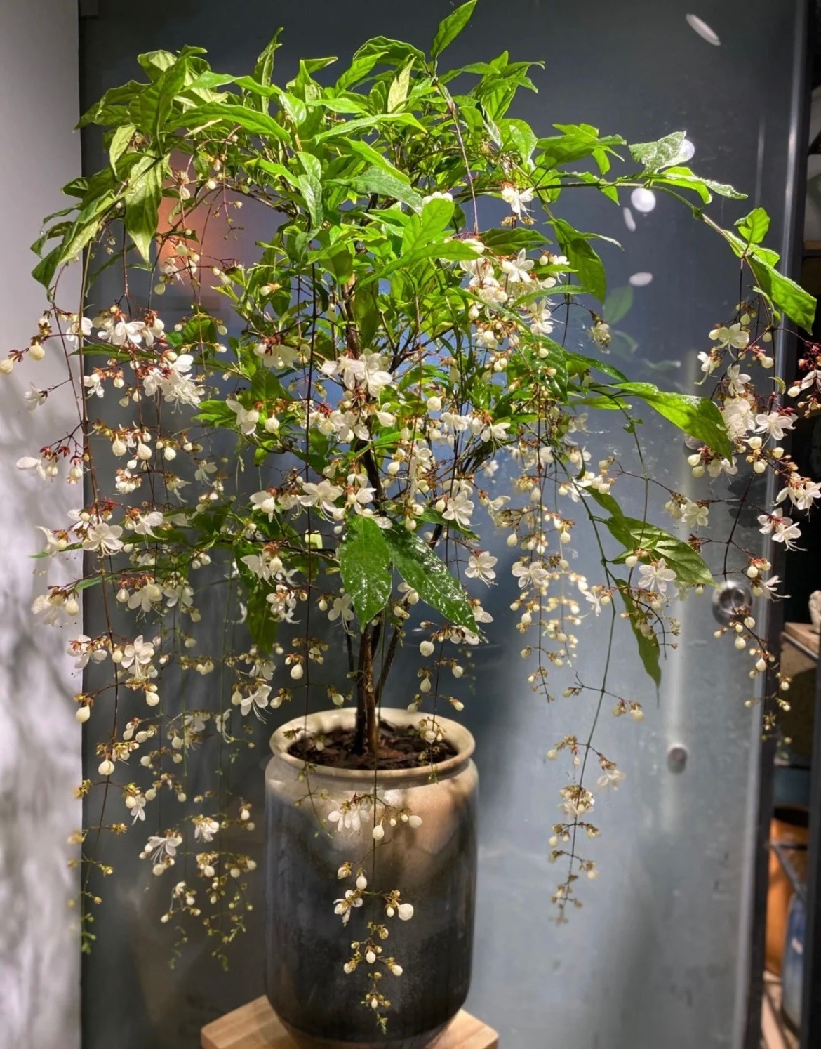 Cây cảnh như chốn thần tiên, hoa như bướm bay, hương thơm tứ phía, 4 mùa nở hoa - Ảnh 1.