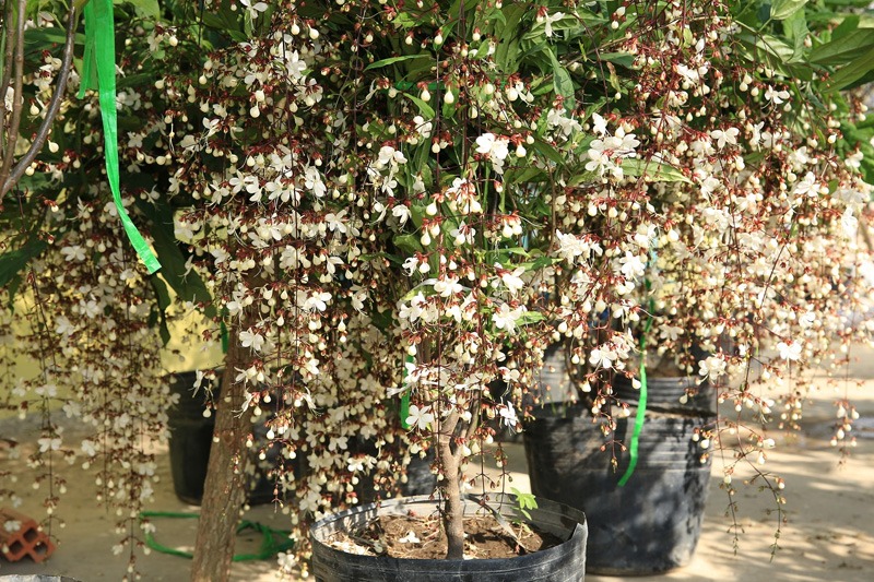 Cây cảnh "thần tiên", nở hoa như ngàn bướm bay, 4 mùa ngát hương, thu hút may mắn, cát tường vào nhà - Ảnh 7.