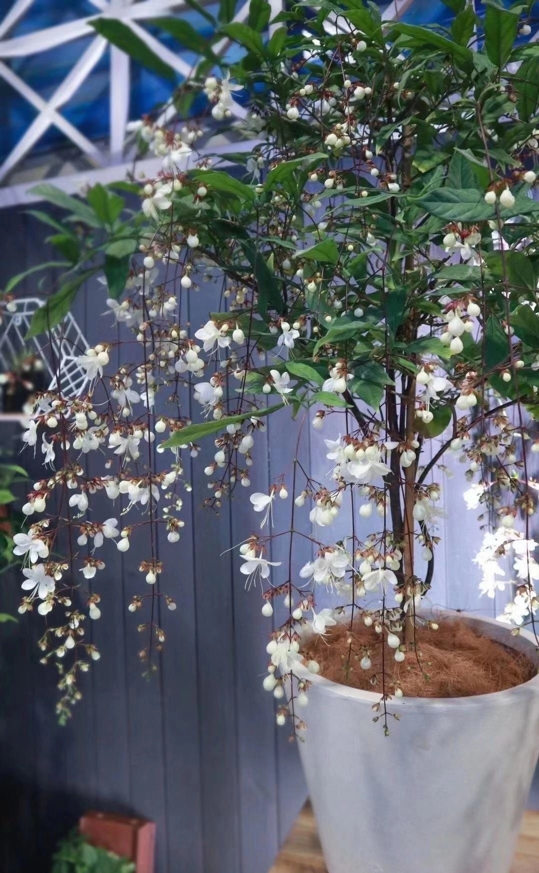 Cây cảnh "thần tiên", nở hoa như ngàn bướm bay, 4 mùa ngát hương, thu hút may mắn, cát tường vào nhà - Ảnh 5.