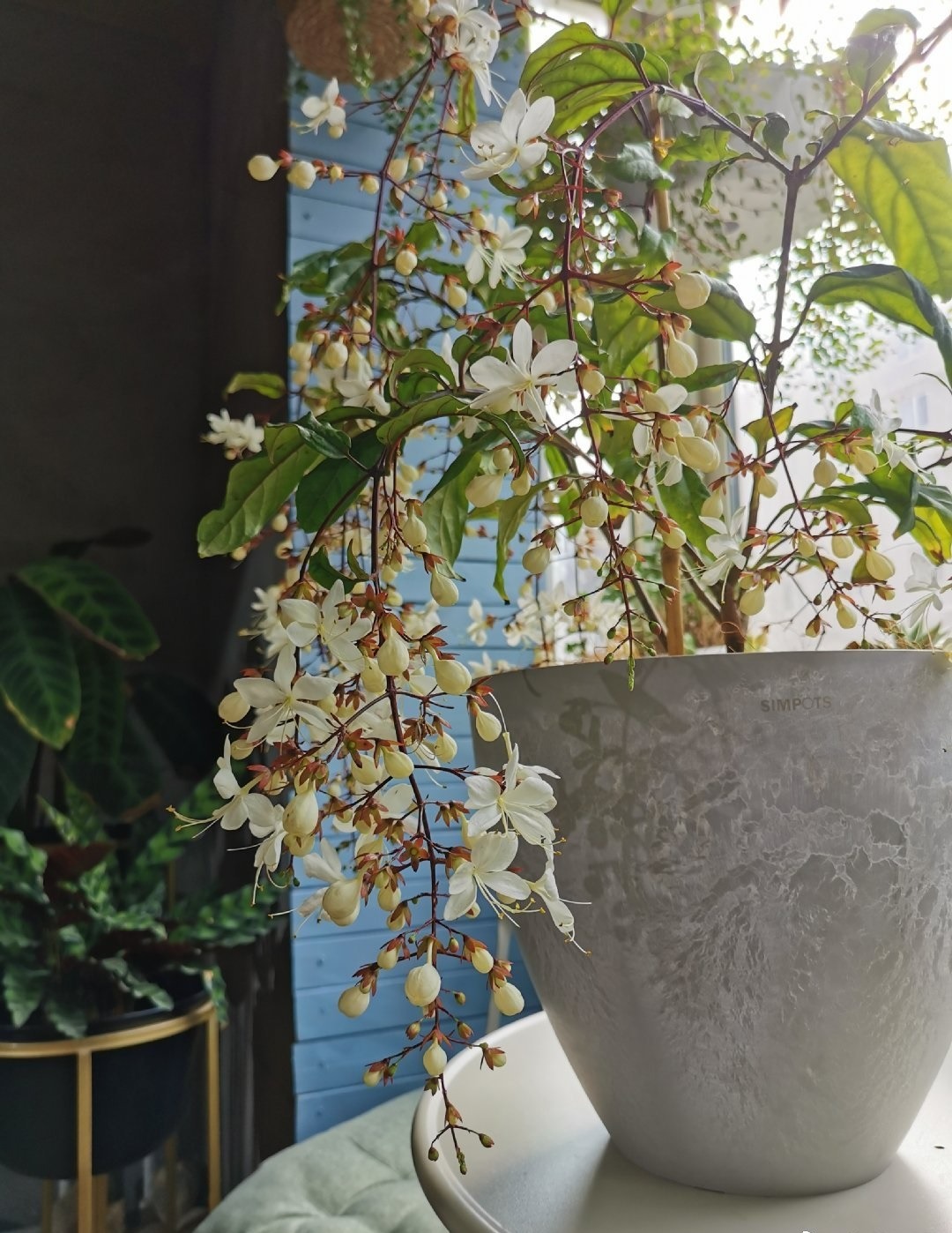 Cây cảnh "thần tiên", nở hoa như ngàn bướm bay, 4 mùa ngát hương, thu hút may mắn, cát tường vào nhà - Ảnh 9.