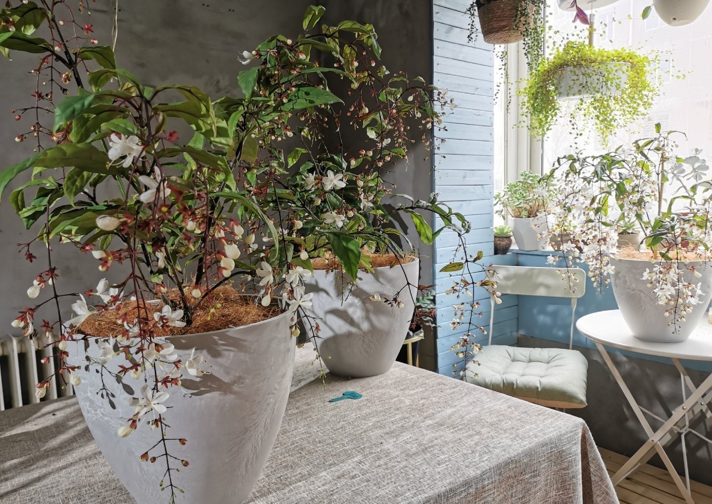 Cây cảnh "thần tiên", nở hoa như ngàn bướm bay, 4 mùa ngát hương, thu hút may mắn, cát tường vào nhà - Ảnh 6.