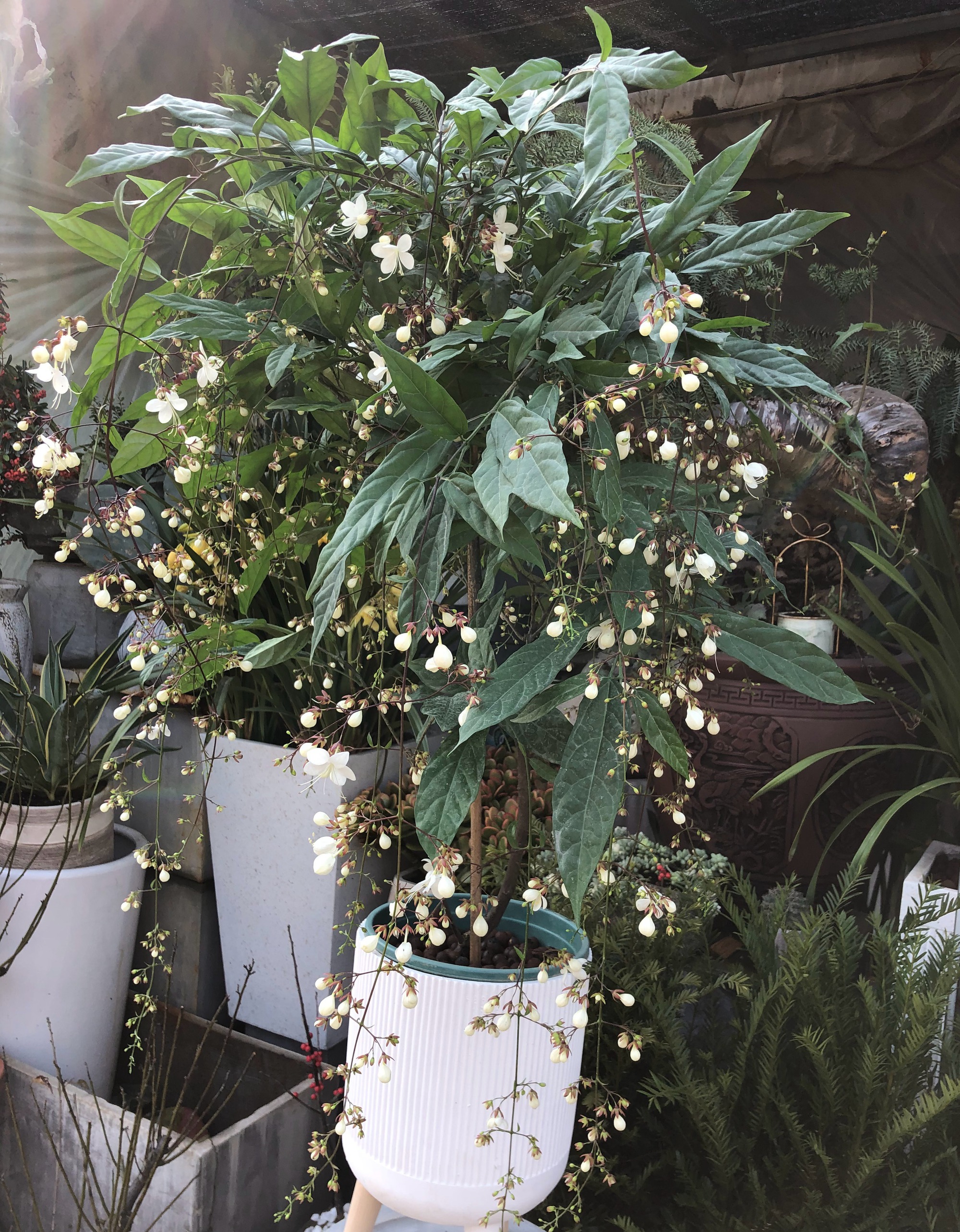 Cây cảnh như chốn thần tiên, hoa như bướm bay, hương thơm tứ phía, 4 mùa nở hoa - Ảnh 2.