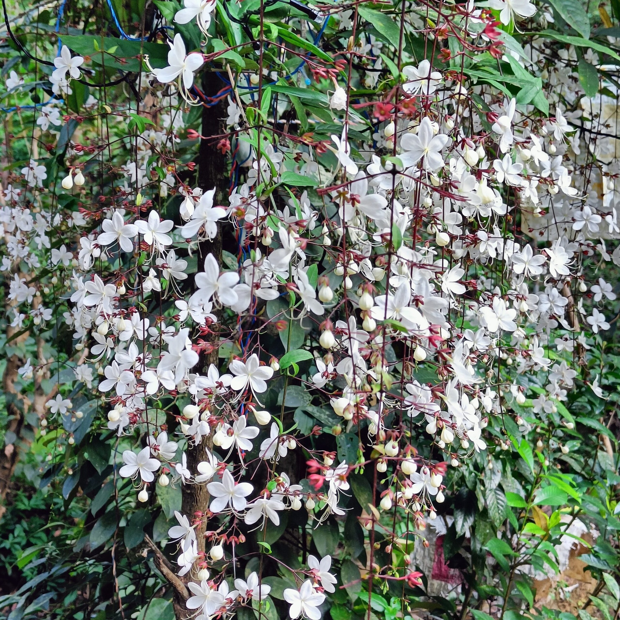 Cây cảnh "thần tiên", nở hoa như ngàn bướm bay, 4 mùa ngát hương, thu hút may mắn, cát tường vào nhà - Ảnh 3.