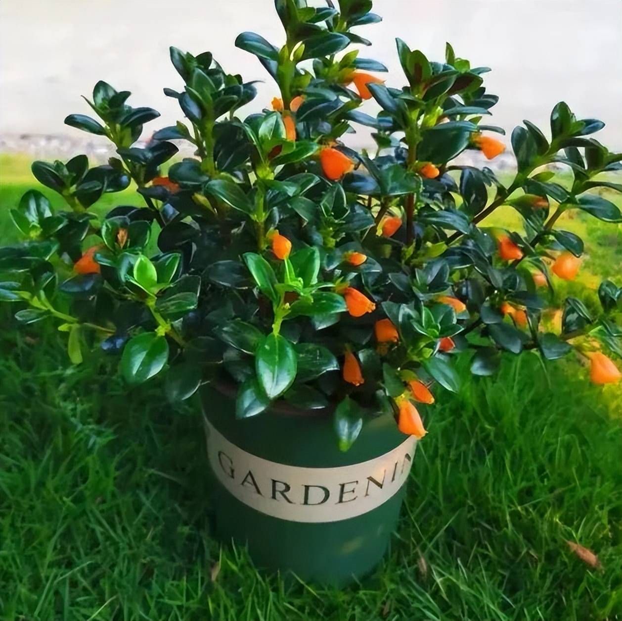 5 cây cảnh được mệnh danh là "hoa hao tiền", để trong nhà xui xẻo, có tiền cũng không giữ được - Ảnh 6.