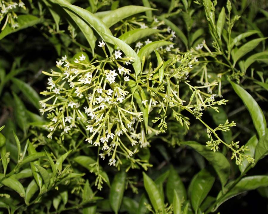 5 cây cảnh được mệnh danh là "hoa hao tiền", để trong nhà xui xẻo, có tiền cũng không giữ được - Ảnh 2.