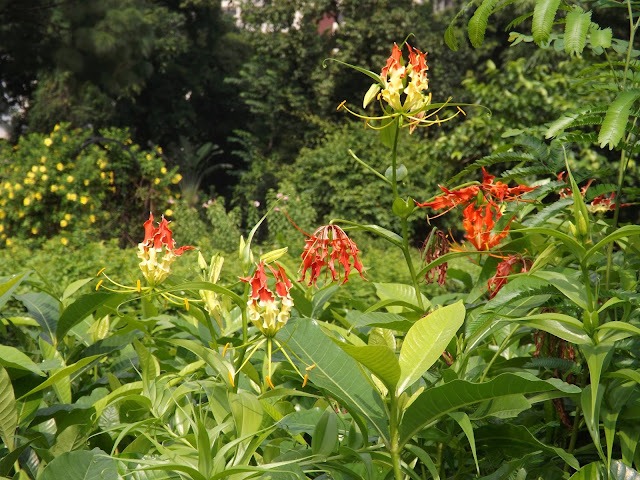 5 cây cảnh được mệnh danh là "hoa hao tiền", để trong nhà xui xẻo, có tiền cũng không giữ được - Ảnh 5.