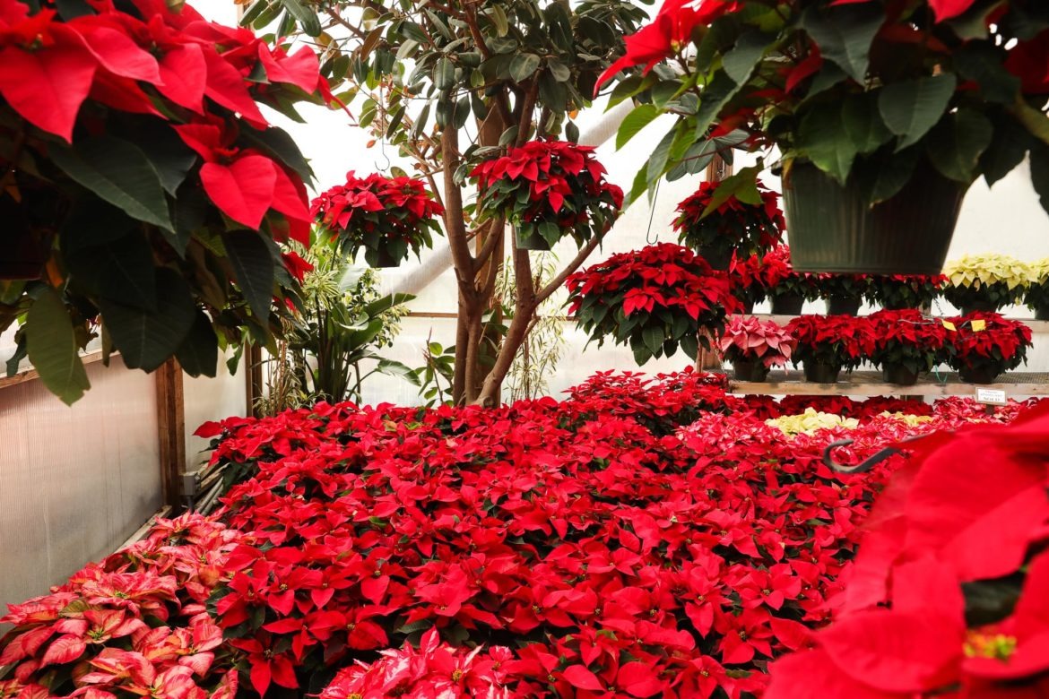 5 cây cảnh được mệnh danh là "hoa hao tiền", để trong nhà xui xẻo, có tiền cũng không giữ được - Ảnh 1.