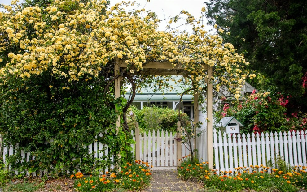 Thắp sáng sân bằng cây cảnh nở hoa "mặt trời", trồng bây giờ để có biển hoa trong năm tới - Ảnh 17.