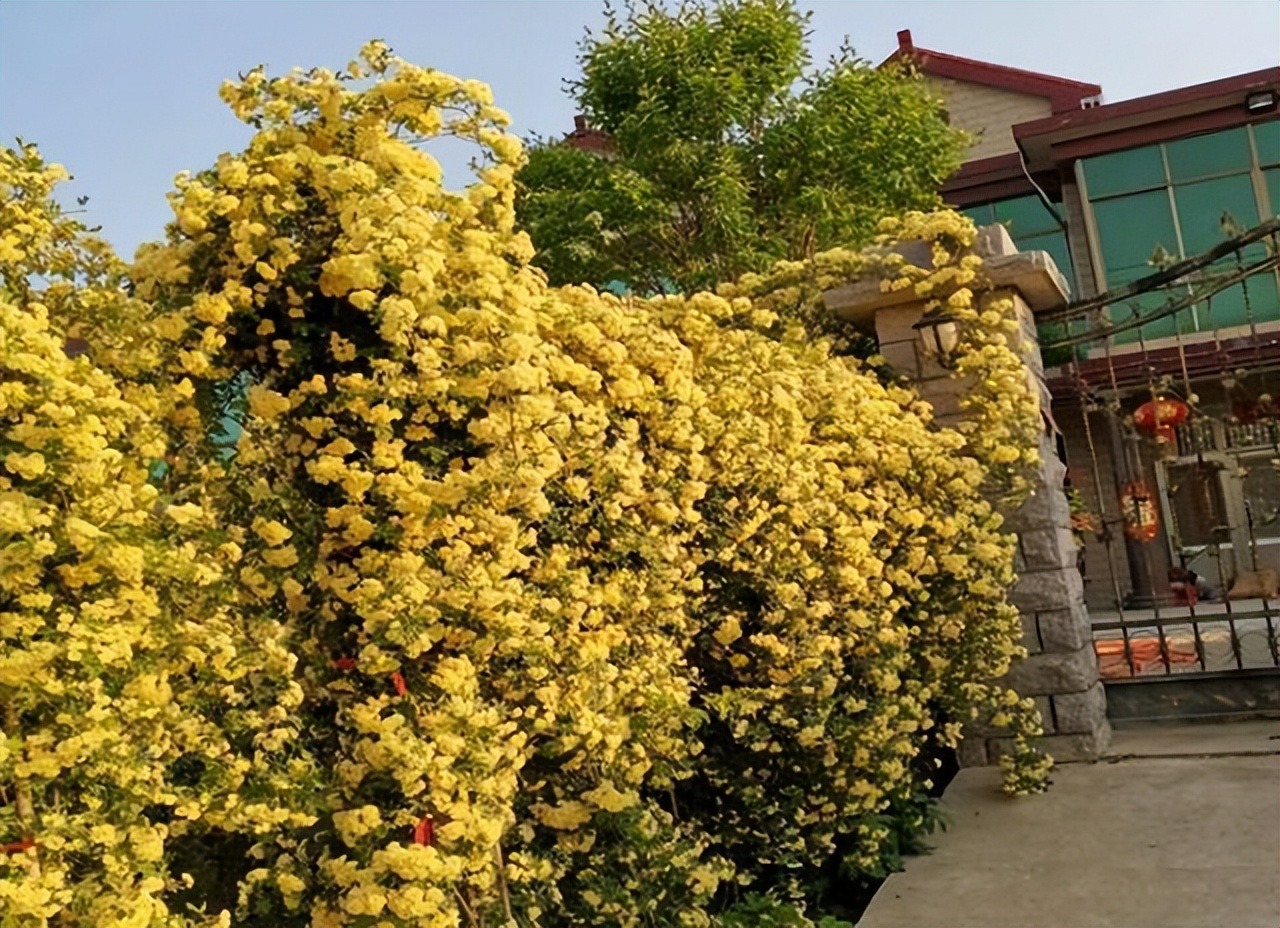 Thắp sáng sân bằng cây cảnh nở hoa "mặt trời", trồng bây giờ để có biển hoa trong năm tới - Ảnh 1.