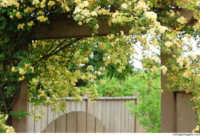 Thắp sáng sân bằng cây cảnh nở hoa "mặt trời", trồng bây giờ để có biển hoa trong năm tới - Ảnh 8.