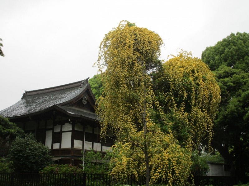 Thắp sáng sân bằng cây cảnh nở hoa "mặt trời", trồng bây giờ để có biển hoa trong năm tới - Ảnh 12.