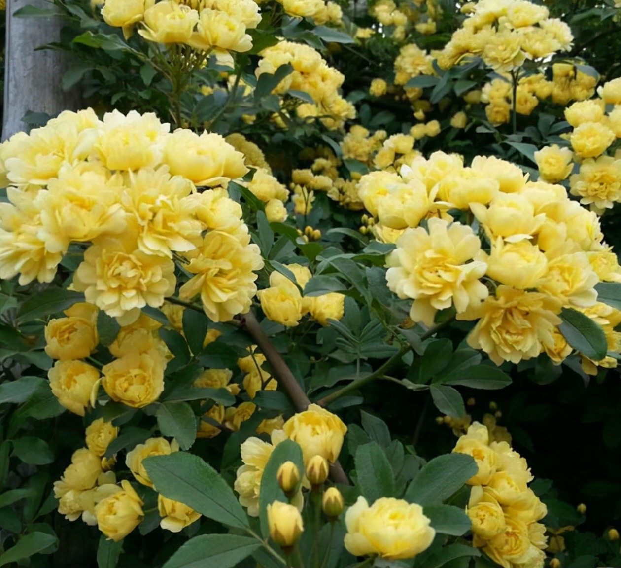 Thắp sáng sân bằng cây cảnh nở hoa "mặt trời", trồng bây giờ để có biển hoa trong năm tới - Ảnh 13.