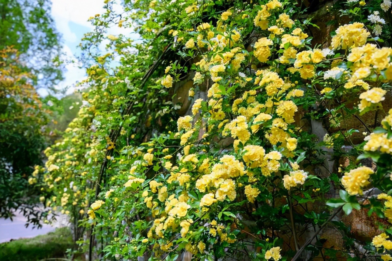 Thắp sáng sân bằng cây cảnh nở hoa "mặt trời", trồng bây giờ để có biển hoa trong năm tới - Ảnh 6.