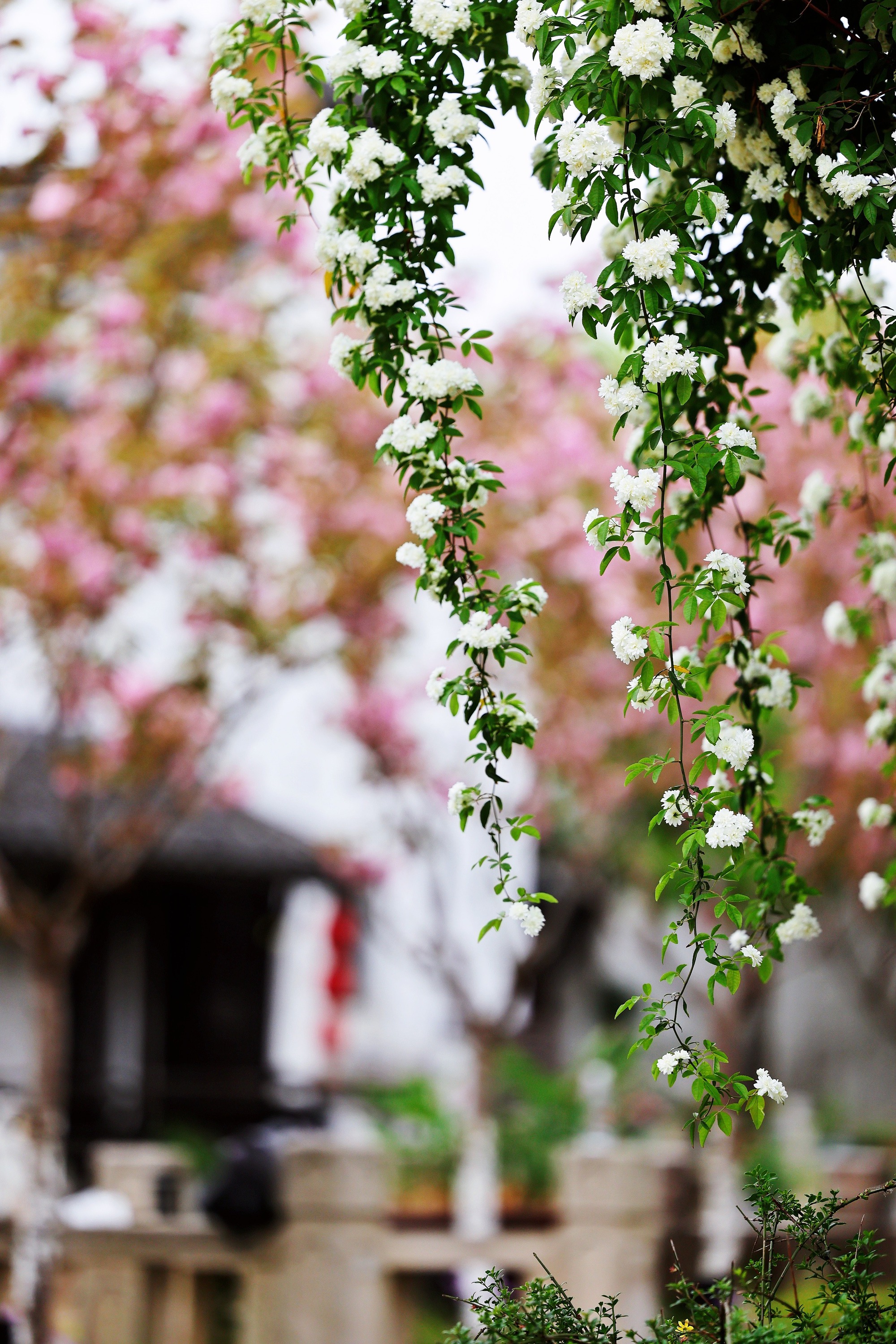 Thắp sáng sân bằng cây cảnh nở hoa "mặt trời", trồng bây giờ để có biển hoa trong năm tới - Ảnh 5.