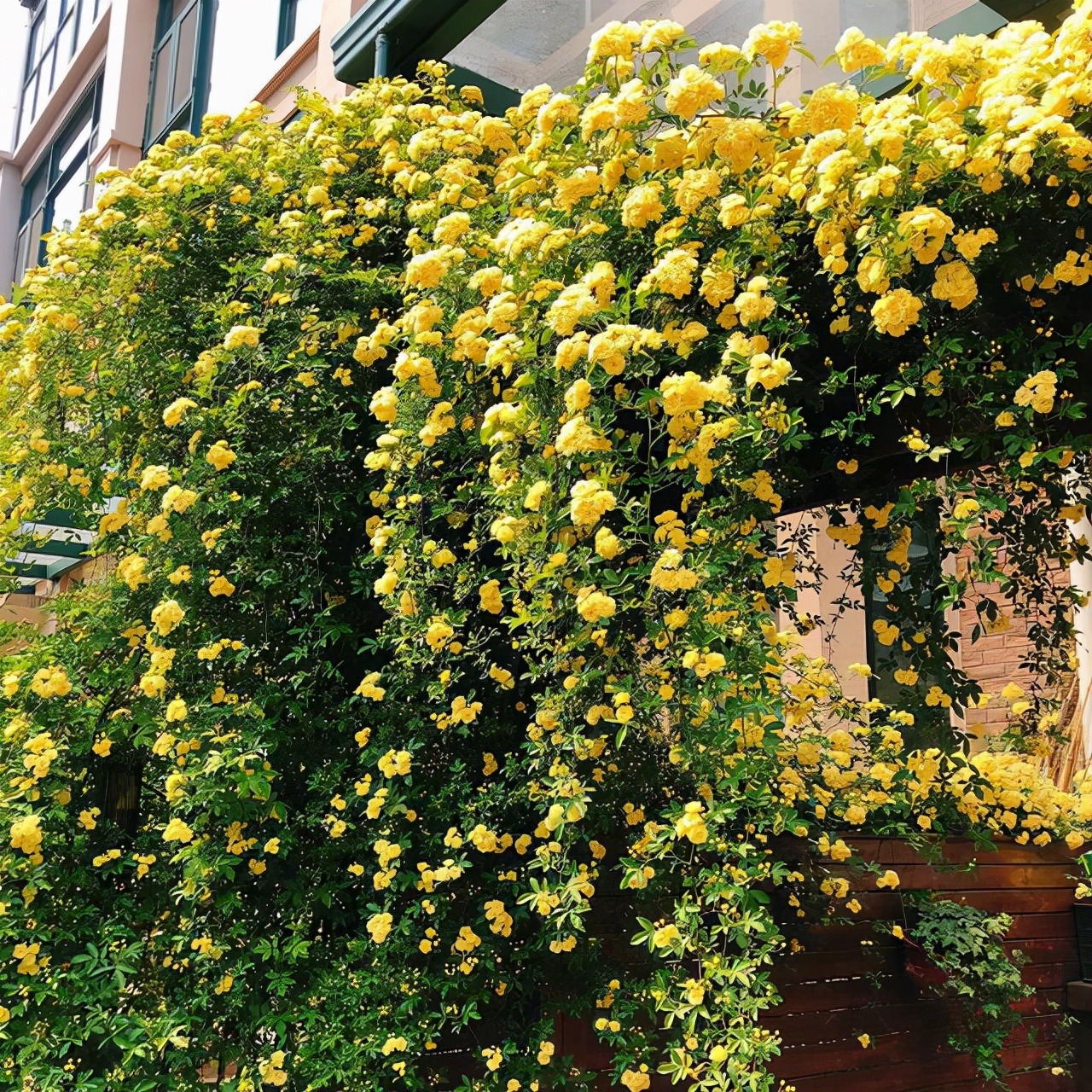 Thắp sáng sân bằng cây cảnh nở hoa "mặt trời", trồng bây giờ để có biển hoa trong năm tới - Ảnh 15.