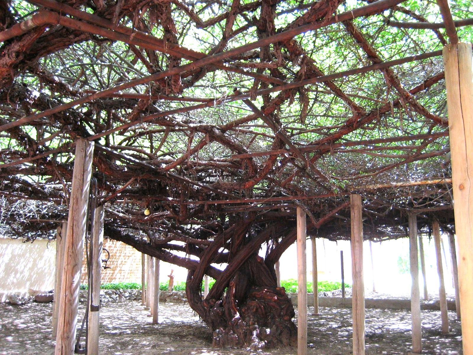 Thắp sáng sân bằng cây cảnh nở hoa "mặt trời", trồng bây giờ để có biển hoa trong năm tới - Ảnh 2.